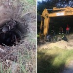 Koń uwięziony w studni. 8-godzinna walka o życie zwierzęcia