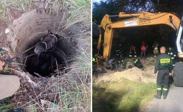 Koń uwięziony w studni. 8-godzinna walka o życie zwierzęcia