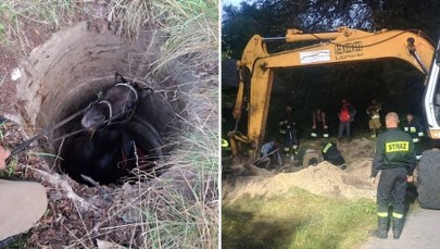 Koń uwięziony w studni. 8-godzinna walka o życie zwierzęcia