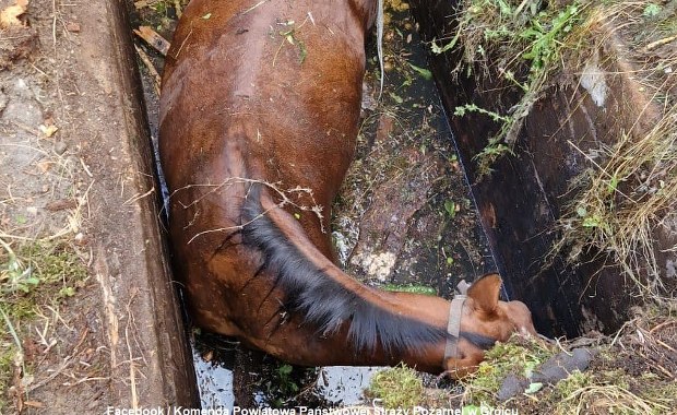 Koń w zbiorniku wodnym. Nietypowa akcja strażaków koło Grójca