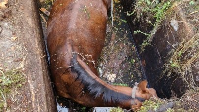 Koń w zbiorniku wodnym. Nietypowa akcja strażaków koło Grójca