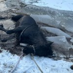 Koń wpadł do zamarzniętego stawu. Groźny finał akcji ratunkowej