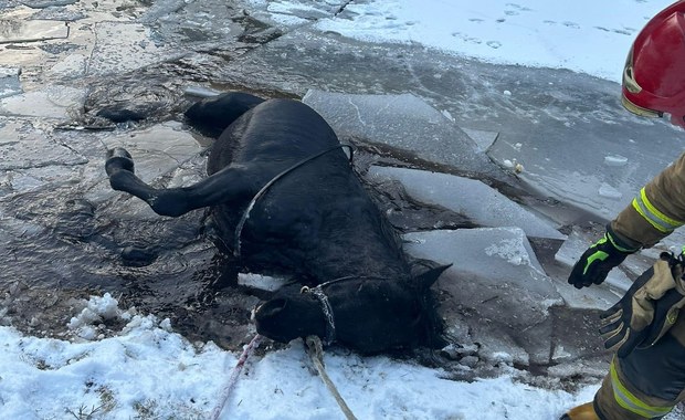 Koń wpadł do zamarzniętego stawu. Groźny finał akcji ratunkowej