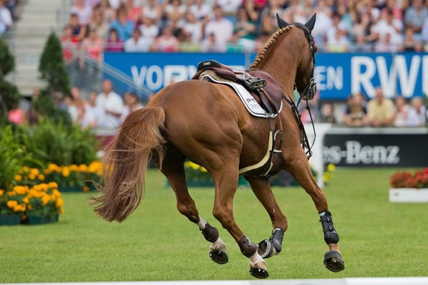 ​Koń wyścigowy należący do królowej Elżbiety II złapany na dopingu
