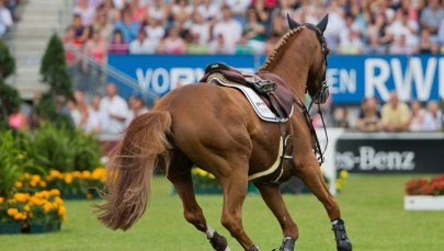 ​Koń wyścigowy należący do królowej Elżbiety II złapany na dopingu