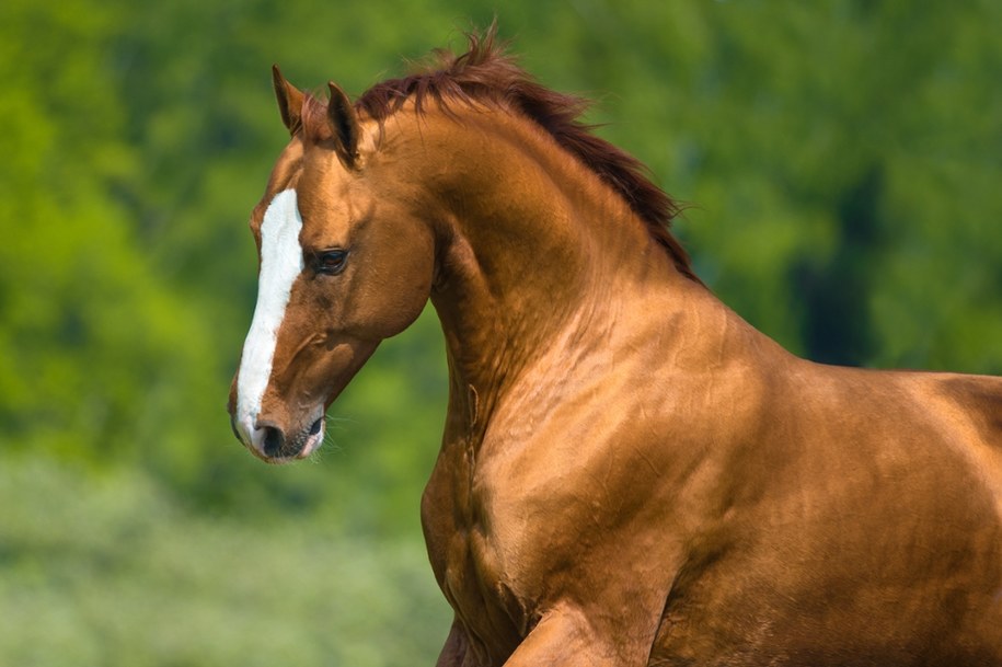 Koń (zdj. poglądowe) /shutterstock /Shutterstock
