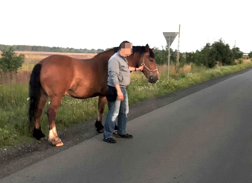 Koń został sprowadzony z drogi, do wypadku nie doszło /Policja