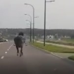 Koń zrzucił jeźdźca i biegał po ulicach Świdnika [FILM]