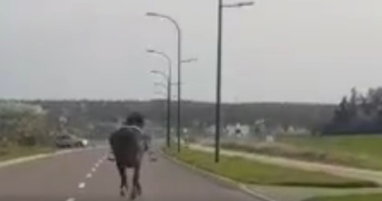 Koń zrzucił jeźdźca i biegał po ulicach Świdnika [FILM]
