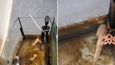 Konał wśród resztek i własnych odchodów. Właścicielka usłyszała zarzuty