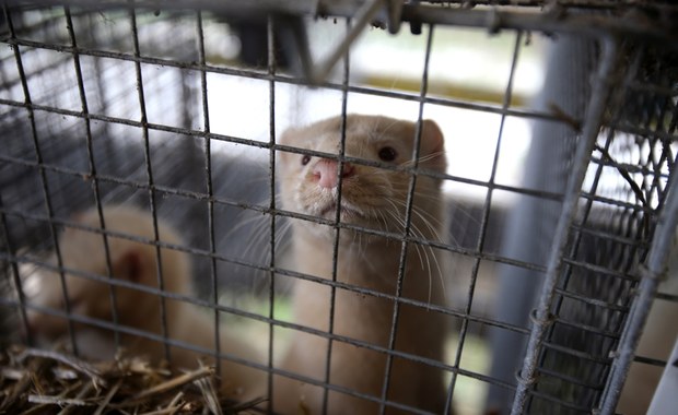 Kończą z hodowlą zwierząt na futra. W Polsce się to nie udało