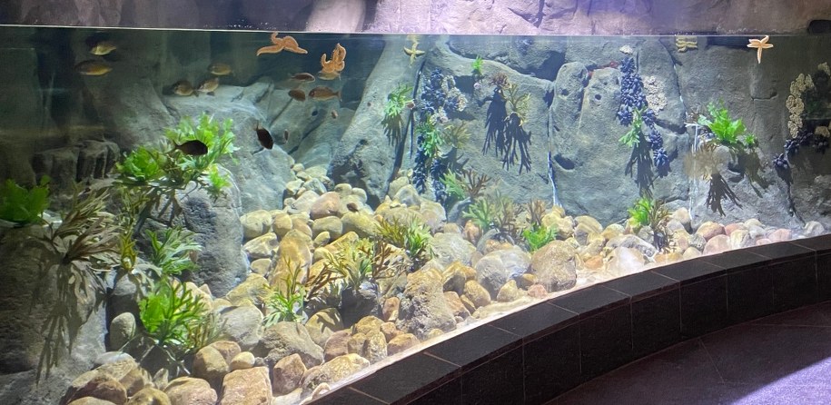 Kończy się rozbudowa Akwarium w Gdyni /Sylwia Kwiatkowska-Łaźniak /RMF MAXX