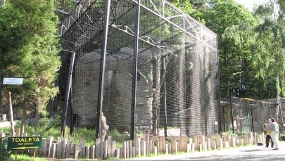 Kondor Wielki wykluł się w gdańskim zoo