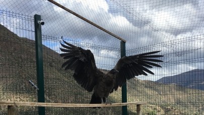 Kondorzyca Beti z krakowskiego ZOO przyleciała do Chile