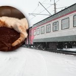 Konduktorka pociągu w Rosji wyrzuciła kota na mróz. Nie przeżył