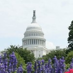 Kongres kontra darmowy internet