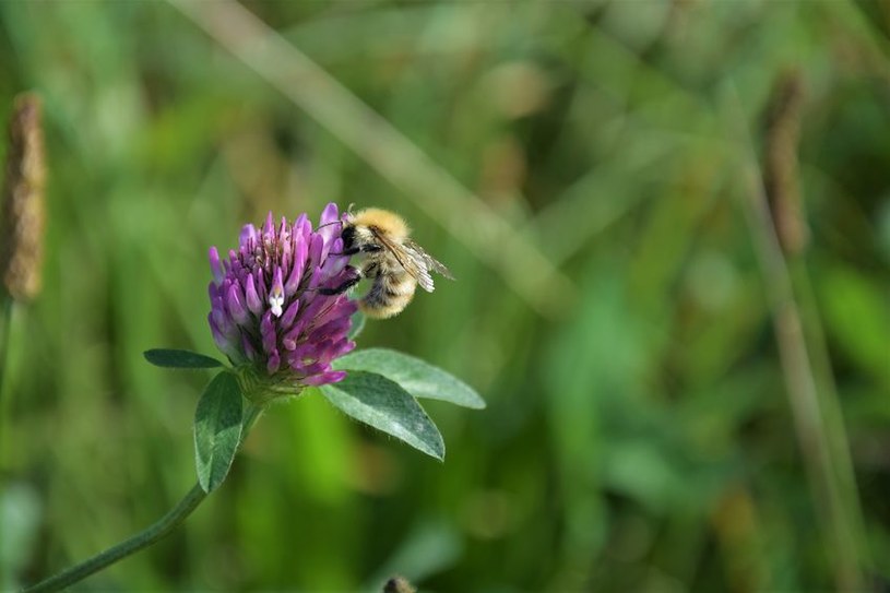 Koniczyna jest miododajna /&copy;123RF/PICSEL