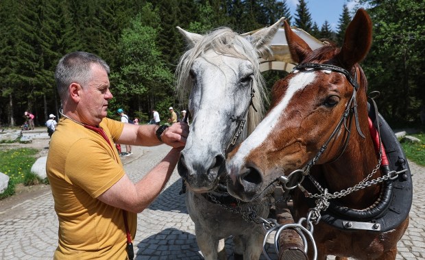 Konie do Morskiego Oka pod lupą weterynarzy. Znamy wyniki kontroli