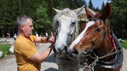 Konie do Morskiego Oka pod lupą weterynarzy. Znamy wyniki kontroli