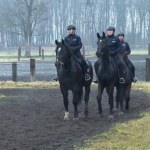 Konie i psy na służbie. W pracy są niezastąpione