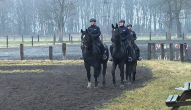 Konie i psy na służbie. W pracy są niezastąpione