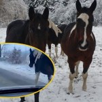 Konie na gigancie. Policja musiała interweniować na drodze