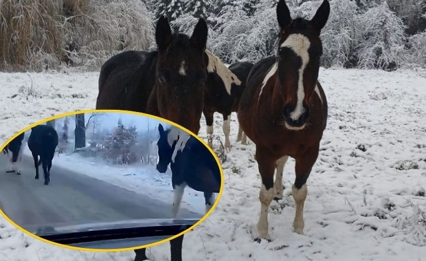Konie na gigancie. Policja musiała interweniować na drodze