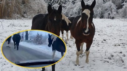 Konie na gigancie. Policja musiała interweniować na drodze