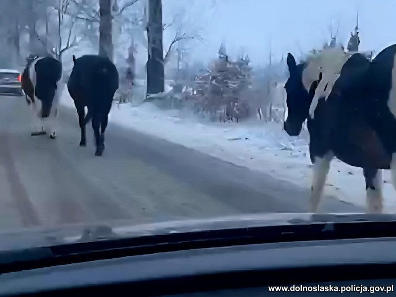 Konie szły drogą między miejscowościami Skalice a Henryków. /Dolnośląska Policja /Policja