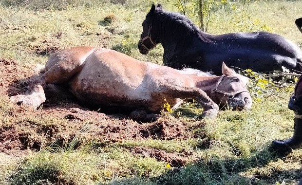 Konie topiły się w bagnie. Na pomoc ruszyli strażacy [FILM]