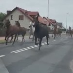 Konie uciekły ze stadniny i pędziły ulicą [NAGRANIE]