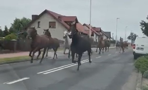 Konie uciekły ze stadniny i pędziły ulicą [NAGRANIE]