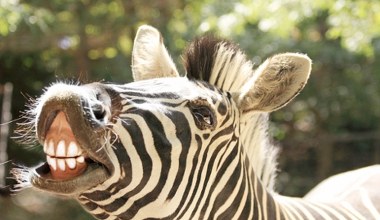 Konie udało się udomowić, a zebr - nigdy. Dziwne? Znaleźli przyczynę