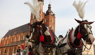 Konie w Krakowie pracują mimo upałów. Miasto odpowiada na zarzuty