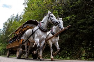 Konie w Tatrach. Wożą dziennie 2000 osób od świtu do zachodu