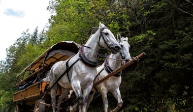 Konie w Tatrach. Wożą dziennie 2000 osób od świtu do zachodu
