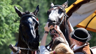 Konie wożące turystów do Morskiego Oka są zdrowe