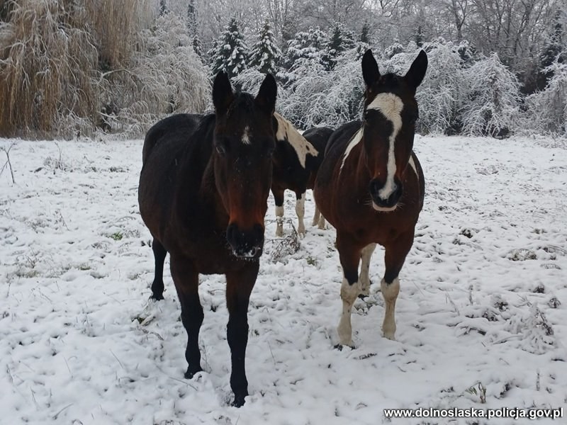 Konie wróciły do właścicieli /Dolnośląska Policja /Policja