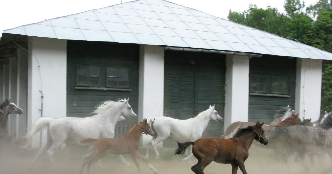 Konie ze stadniny w Janowie Podlaskim, 2011. Powrot z pastwiska, fot. Slawomir Kordaczuk /East News