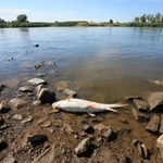 Koniec akcji w rzece Ner. Wiemy, ile kilogramów śniętych ryb wyłowiono 