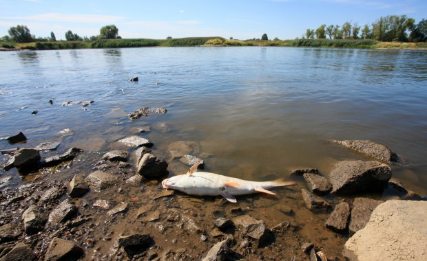 Koniec akcji w rzece Ner. Wiemy, ile kilogramów śniętych ryb wyłowiono 
