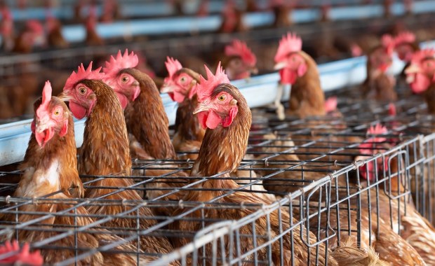 Koniec chowu klatkowego? Europosłowie chcą dać rolnikom "małą kopertę"