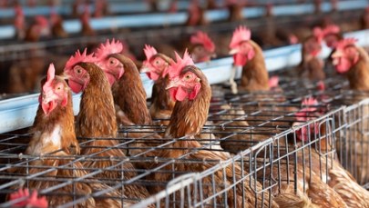 Koniec chowu klatkowego? Europosłowie chcą dać rolnikom "małą kopertę"
