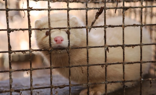 Koniec futrzarskiego biznesu w Polsce? Przyjęto poprawki do projektu