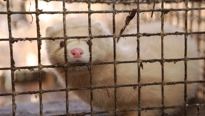 Koniec futrzarskiego biznesu w Polsce? Przyjęto poprawki do projektu