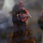 Koniec kur w klatkach w UE? Rolnicy będą zachęcani do zmiany modelu chowu