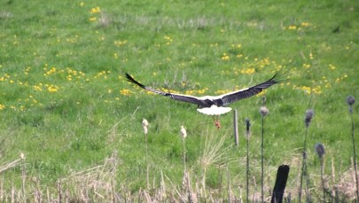 Koniec lata? Bociany odleciały już do ciepłych krajów