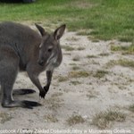 Koniec poszukiwań kangura "Lulusia" z Wielkopolski