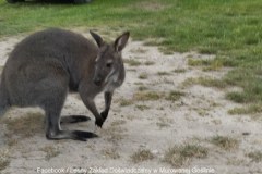Koniec poszukiwań kangura "Lulusia" z Wielkopolski