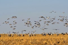 ​Koniec wakacji. Żurawie szykują się do odlotu